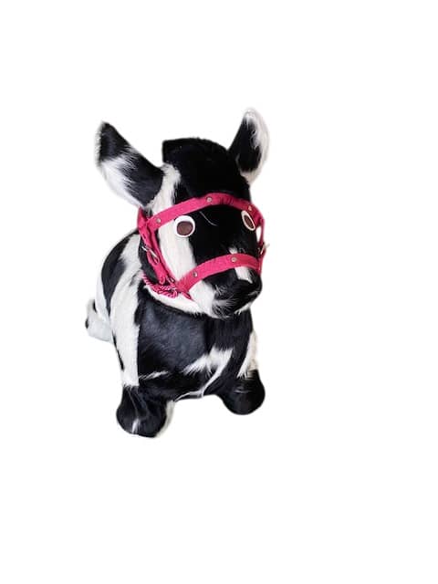 Animales saltarines con sonido naturales